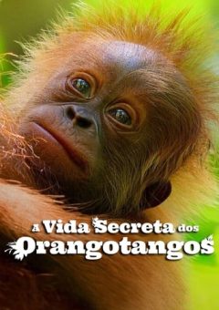 A Vida Secreta dos Orangotangos (2024) WEB-DL 1080p Dual Áudio